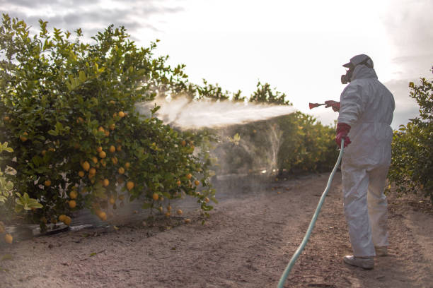 Best Wasp Removal Services  in Holton, KS